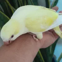 دنیای رنگی جوجه های راهب خرید مستقیم