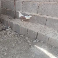 2عدد بهبهونی|پرنده|مرودشت, نقش رستم|دیوار