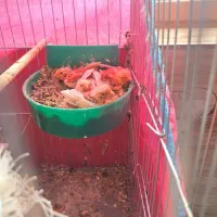 قناری میبد.اردکان