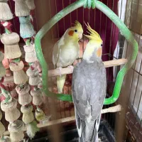 عروسهلندی نر|پرنده|گلستان (تهران), |دیوار