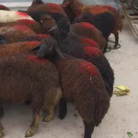 ۲۶راس بره نر قزل افشار