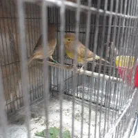 ماده قناری تن نرفته