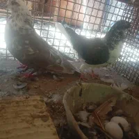 فروش 9جفت مایه کفتر|پرنده|سیرجان, |دیوار