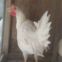 دوعدد نوچه خروس خوشگل مثل برف