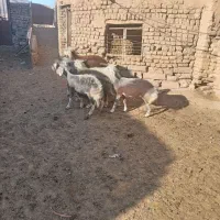 بره ماده چال