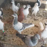 کبوتر پرنده
