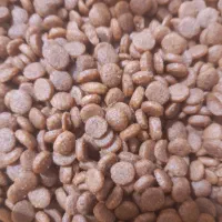 خوراک گربه وسگ