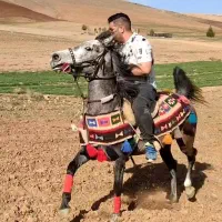 مادیون کرد|اسب و تجهیزات اسب‌سواری|صحنه, |دیوار