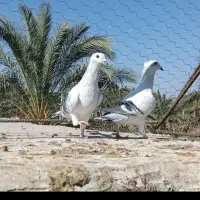 کفتر پلاکی کار دروست