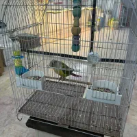 گرینچیک آناناسی رد رام|پرنده|چالوس, |دیوار