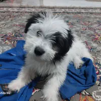 شیتزوکراس ماده