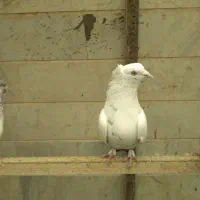 کفتر دم سیاه کاکلی نر|پرنده|اسلامشهر, شهرک توحید|دیوار