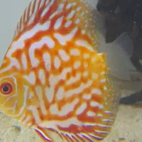 ماهی دیسکس ۲ قطعه|ماهی|تهران, مهرآباد جنوبی|دیوار