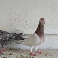 کبوتر نرماده سار|پرنده|گنبد کاووس, |دیوار