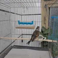 ۲عدد سهره قناری چونه سفید|پرنده|قزوین, |دیوار