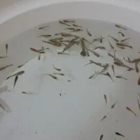 ماهی گوپی دانه ۲|ماهی|مشهد, شریف|دیوار