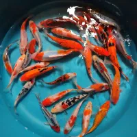 ماهی کوی باله کوتاه نژاد