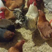 فروش مرغ و خروس