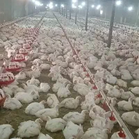 فروش مرغداری4200 متری با امکانات تمام اتومات|فروش دفتر صنعتی، کشاورزی، تجاری|سروستان, |دیوار