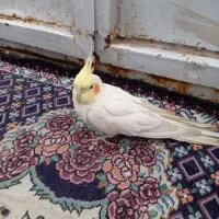 جوجه عروس|پرنده|کرمان, |دیوار