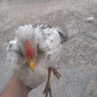 خروس گلین