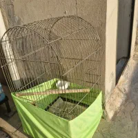 قفس کاسکو