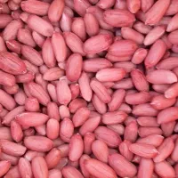 بذر بادام زمینی اصل گلی