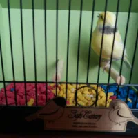 قناری گلاستر اورجینال