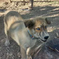 توله هاسکی گلد چشم رنگی