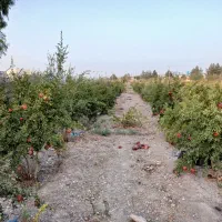 باغ انار|فروش زمین و ملک کلنگی|جعفرآباد, |دیوار