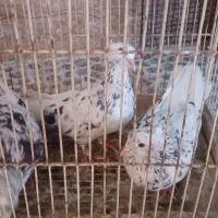 کبوتر سرور دم سفید