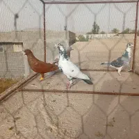 پلاکی نر