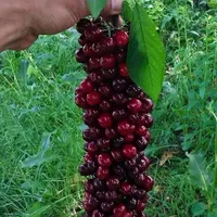 کیوی سیب گلابی الوچه گردو موز گیلاس|خدمات باغبانی و درختکاری|شیراز, دشت چنار|دیوار