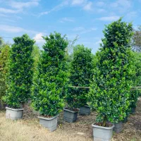 فروش گل و گیاه