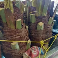 قطع نخل در باغ برای پیل|خدمات باغبانی و درختکاری|جنت, |دیوار