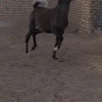 کره مادیان شجره دار