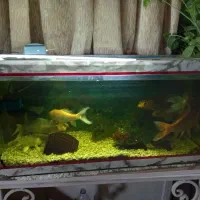 اکواریوم ماهی|ماهی|فولادشهر, A3|دیوار