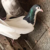 یال و شهری