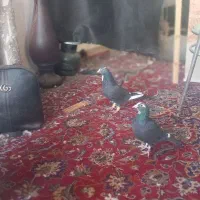 یک جفت کفتر مینا سیاه کرمونی