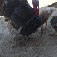 بوقلمون های جوان|حیوانات مزرعه|اصفهان, جلوان|دیوار