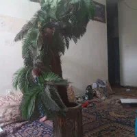 جراحی درختچه  مصنوعی|گل مصنوعی|زاهدان, |دیوار