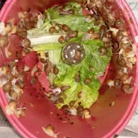 حلزون|خزنده|هشتگرد, شهرک ولیعصر (مهستان)|دیوار