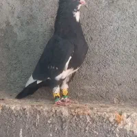 مینا کاکلی و زرد و سرخ|پرنده|مه ولات, |دیوار