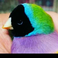 انواع فنچ گلدین با رنگ های مختلف