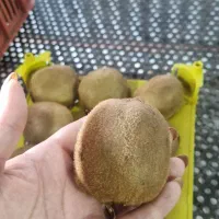 کیوی صادراتی درجه ۱|خوردنی و آشامیدنی|تهران, چیتگر شمالی|دیوار