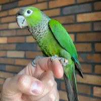 گرینچیک، رنگ بلک کپ (بلک کاپ)