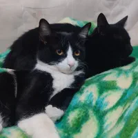 گمشده گربه|گربه|نجفآباد, امیرآباد|دیوار