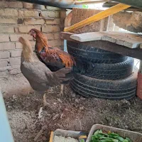 مرغ خروس|حیوانات مزرعه|رفسنجان, |دیوار