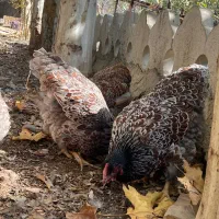 ویاندوت بلورد جی اس جی|حیوانات مزرعه|مشهد, امیریه|دیوار