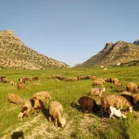 40راس میش با بره  با 20راس بز فروشی نقدی